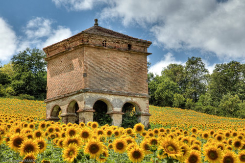 Tarn tournesol pigeonnier